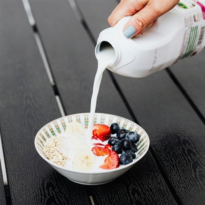 Anti-aging dietary supplement capsules formulated with natural Giant Knotweed Extract